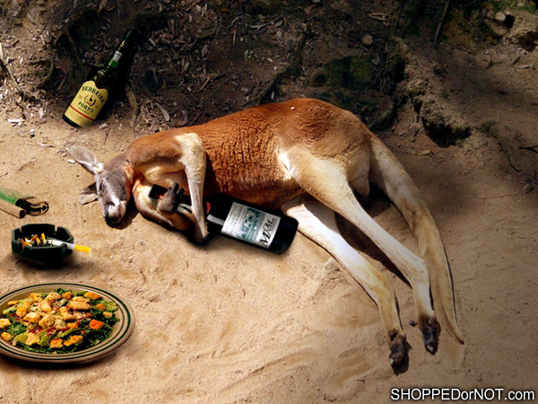 drunk-kangaroo-shopped-or-not