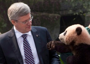 stephen harper with a bear